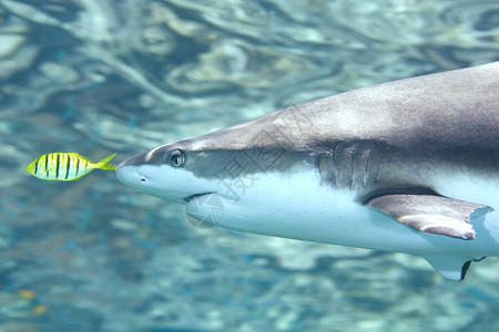 黑礁鲨鱼Carcharhinusmelanopterus图片
