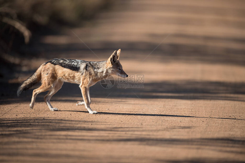 非洲荒野中的豺狼图片