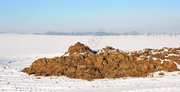 雪地上牛粪堆积如图片