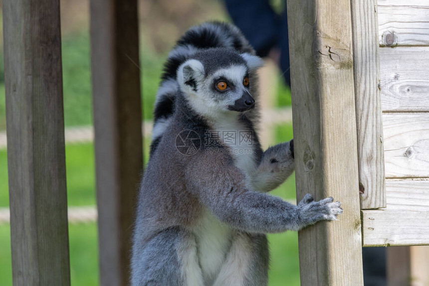 在动物园里近距离接近一个环尾狐猴lemur图片