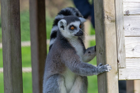 在动物园里近距离接近一个环尾狐猴lemur图片