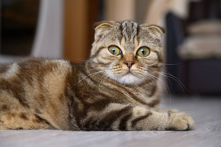 关闭一只年轻的苏格兰折耳猫的肖像猫躺在客厅的地板图片
