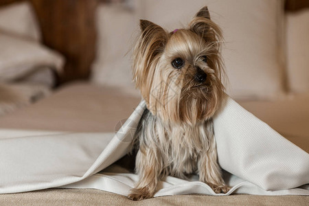 坐在狗友好酒店软床的毛毯下坐着的T背景图片