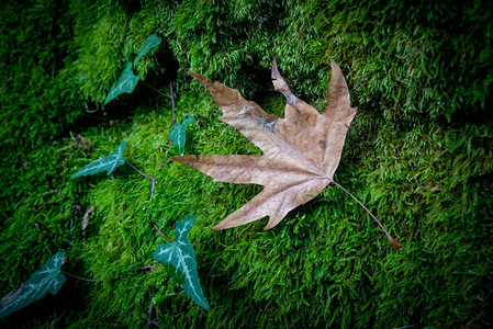 秋天棕色的秋叶从绿草上的树上掉下来图片