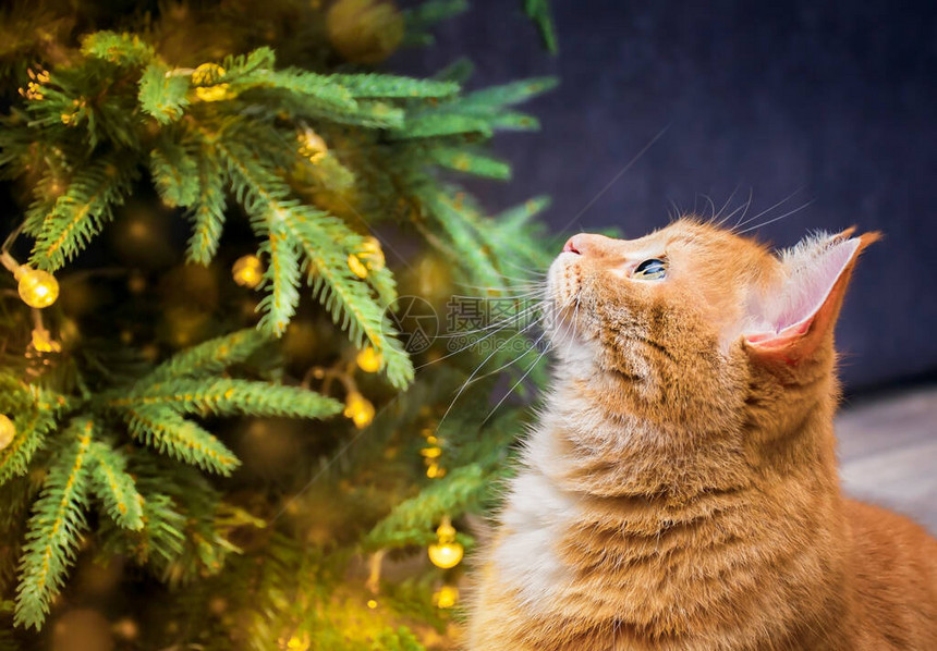 姜猫看着圣诞树图片