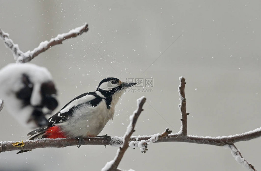 冬天雪树上的大斑啄木鸟图片