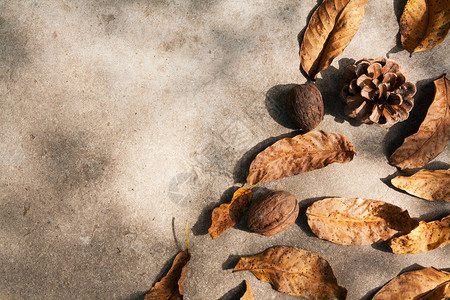落叶坚果松果以及混凝土的阴影的顶端景色单色秋季成背景图片