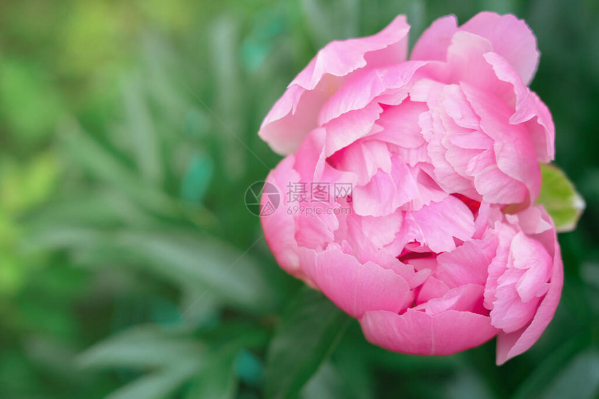 花园里盛开的粉红色日本牡丹花美丽的花卉背景或日历页面夏季项目的壁纸图片