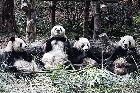 一群可爱的大熊吃竹图片