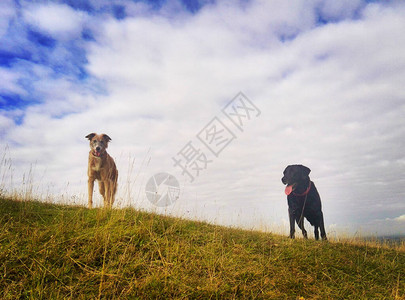 两只狗在山顶上等着继续走动手机照片和一些电话或平板电图片