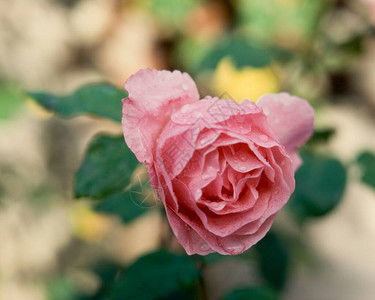 雨后的一朵粉红玫瑰花背景图片