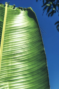 旅行者的棕榈叶背景图片