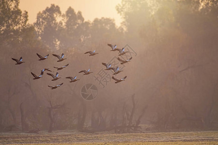 日出时飞翔的红毛鸭群图片