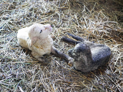 羔羊出生后不能站立高清图片