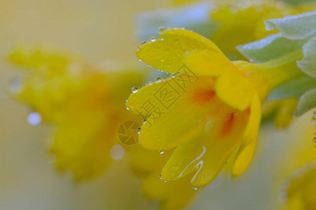 鲜花盛开的普通树脂Primulav图片