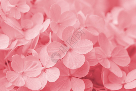 模糊美丽的粉红色绣球花或霍滕西亚花特写艺术自然背景一张粉红色绣球图片