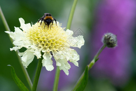 一只蜜蜂在近距离授粉一朵奶油针刺花scabiosaochlo图片