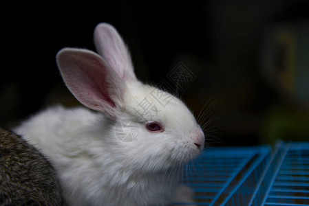 一只可爱的白色家兔图片