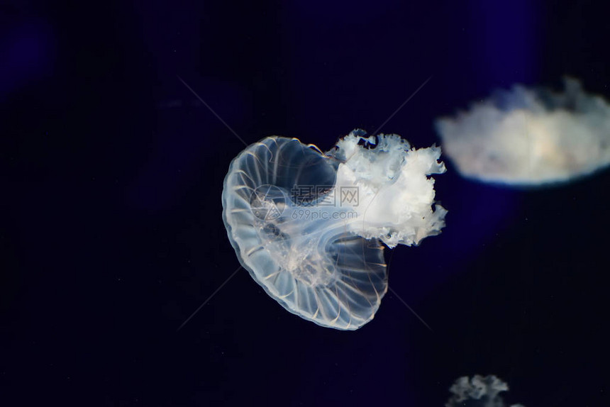 水下母的特写图片