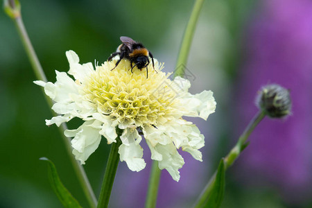 苦刺花一只蜜蜂在近距离授粉一朵奶油针刺花scabiosaochlo背景