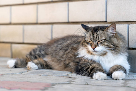 街上三色毛公猫从高处的华丽小猫躺在墙边的街道图片