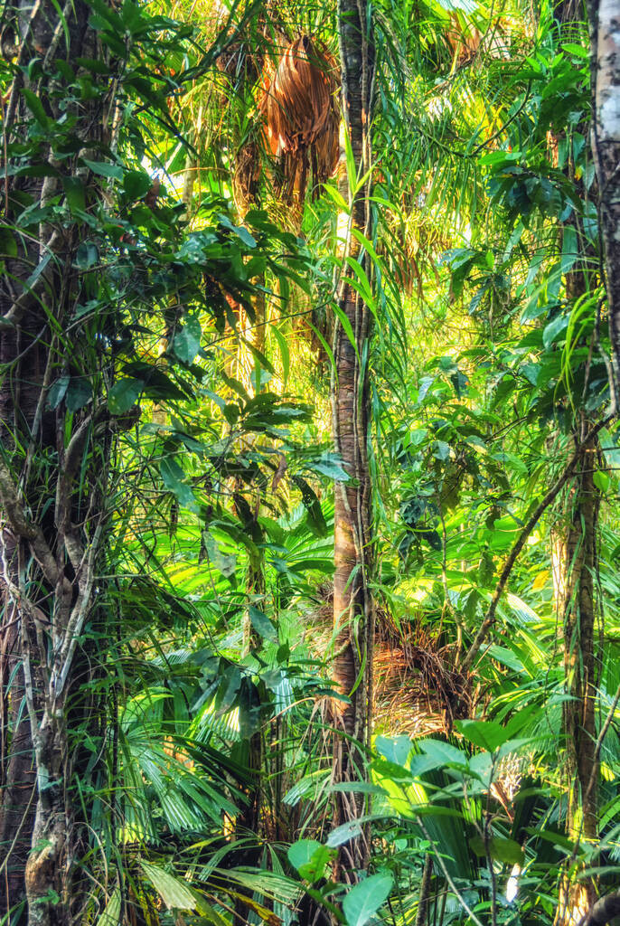 Daintree雨林图片
