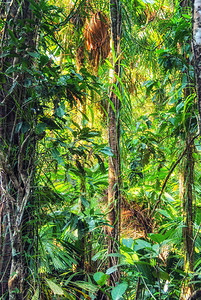 Daintree雨林图片