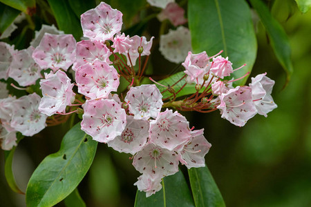 山月桂kalmialatifolia树上的花朵特写图片