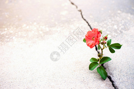 玫瑰花从马车的裂缝中长出背景图片