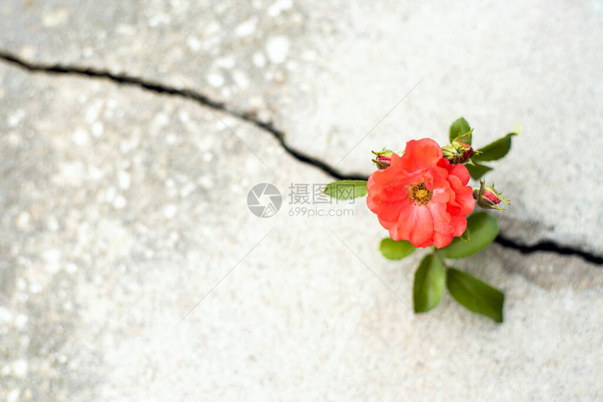 玫瑰花从马车的裂缝中长出图片