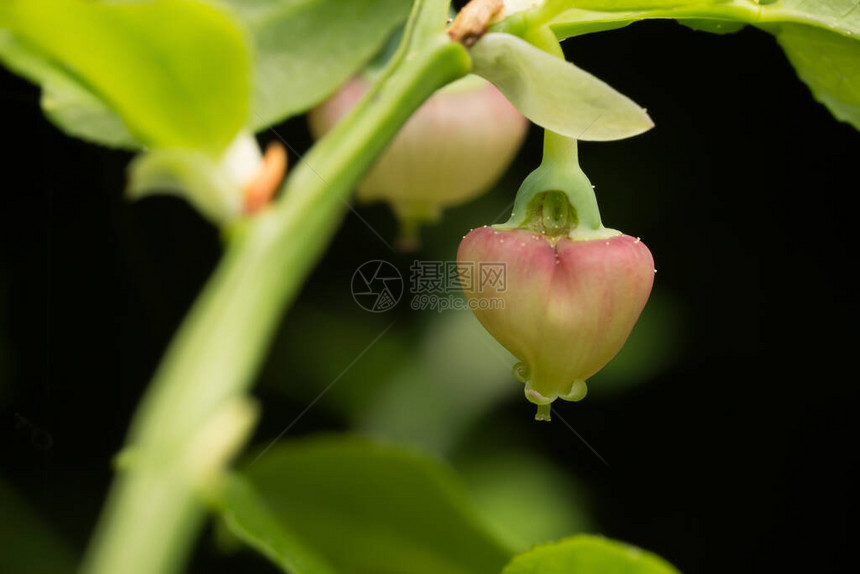 开花的欧洲蓝莓越橘属植物图片