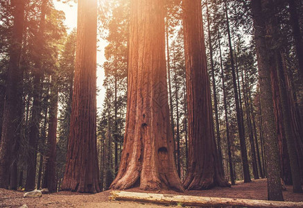 巨大的古代红杉林地内华达山脉世界著名的红杉公园美国图片