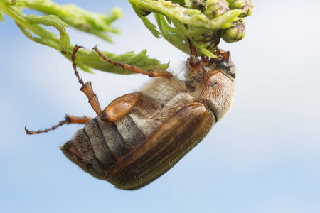 这只昆虫可能是一种害虫植物上的安非马龙图片
