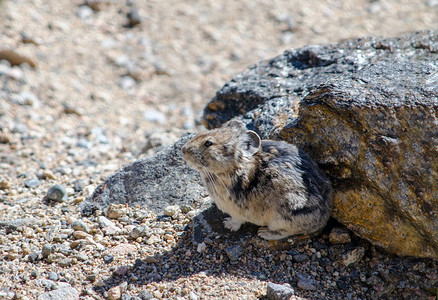 一种叫做鼠兔的小型哺乳动物融入了他在科罗拉多山区的环境图片