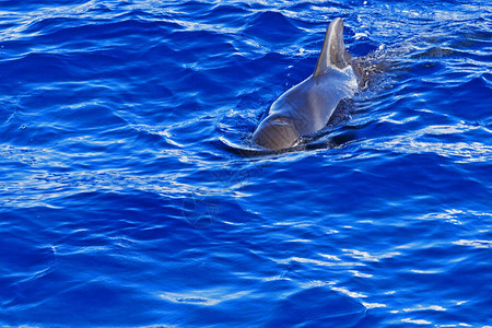海豚在亚特兰海中游泳图片