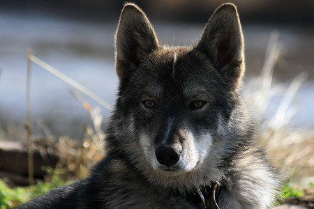 西伯利亚狩猎犬Laika俄图片