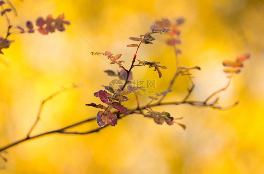 秋天颜色的叶子的玫瑰树枝图片