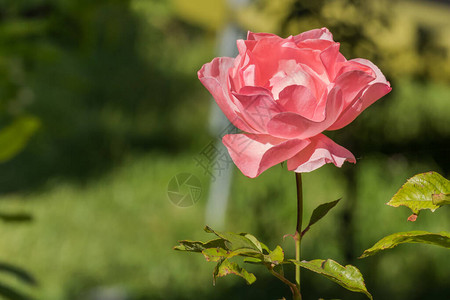 花特写视图粉红色玫瑰户外白衣阳光图片