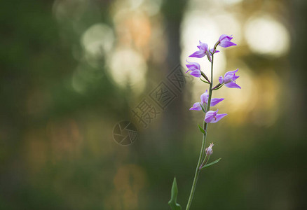 红宝石树青蓝花松林在背图片