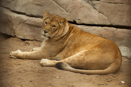 躺在动物园里的母狮图片