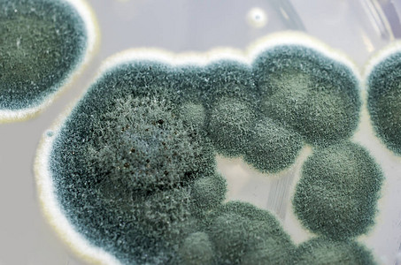 在沙氏葡萄糖琼脂上生长的青霉菌落图片