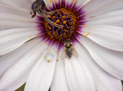 蜜蜂在花上的特写镜头图片