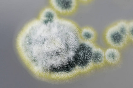 在沙氏葡萄糖琼脂上生长的青霉菌落高清图片