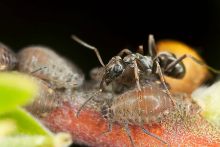 Lasius蚂蚁和虫共图片