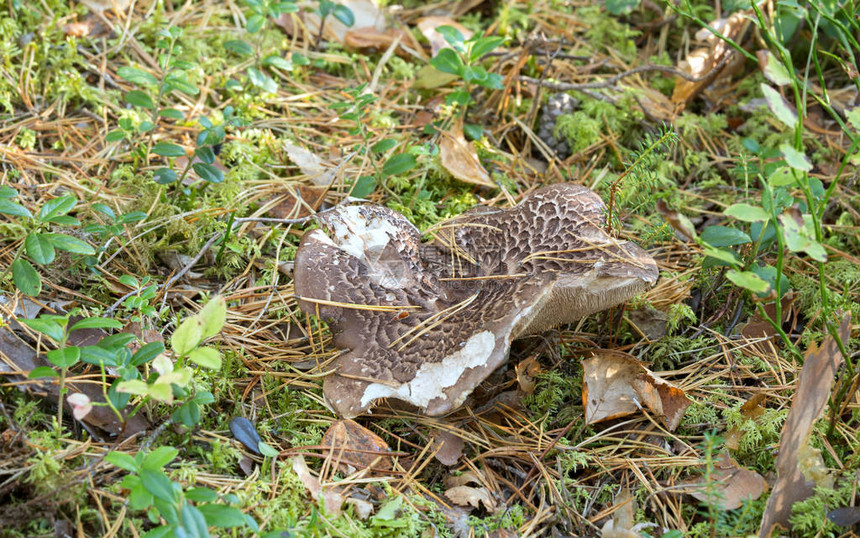 齿真菌Sarcodonsqu图片