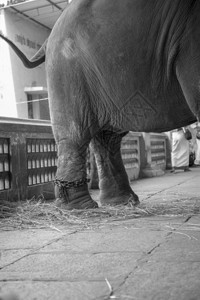 大象的脚是用内殿神庙的金图片