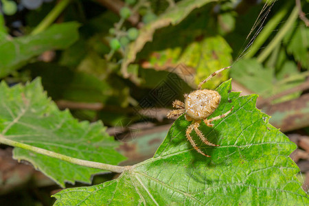 大十字蜘蛛网中大十字蜘蛛在葡萄前方的boke自然背图片
