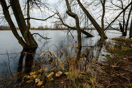 秋天的河流岸边被洪水淹没水中的树木图片