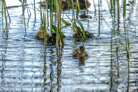 夏天在河湖水中游泳的鸭子妈和小鸭子在图片