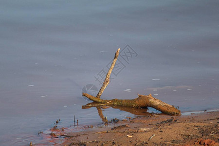 棍子落在泥泞的湖边图片